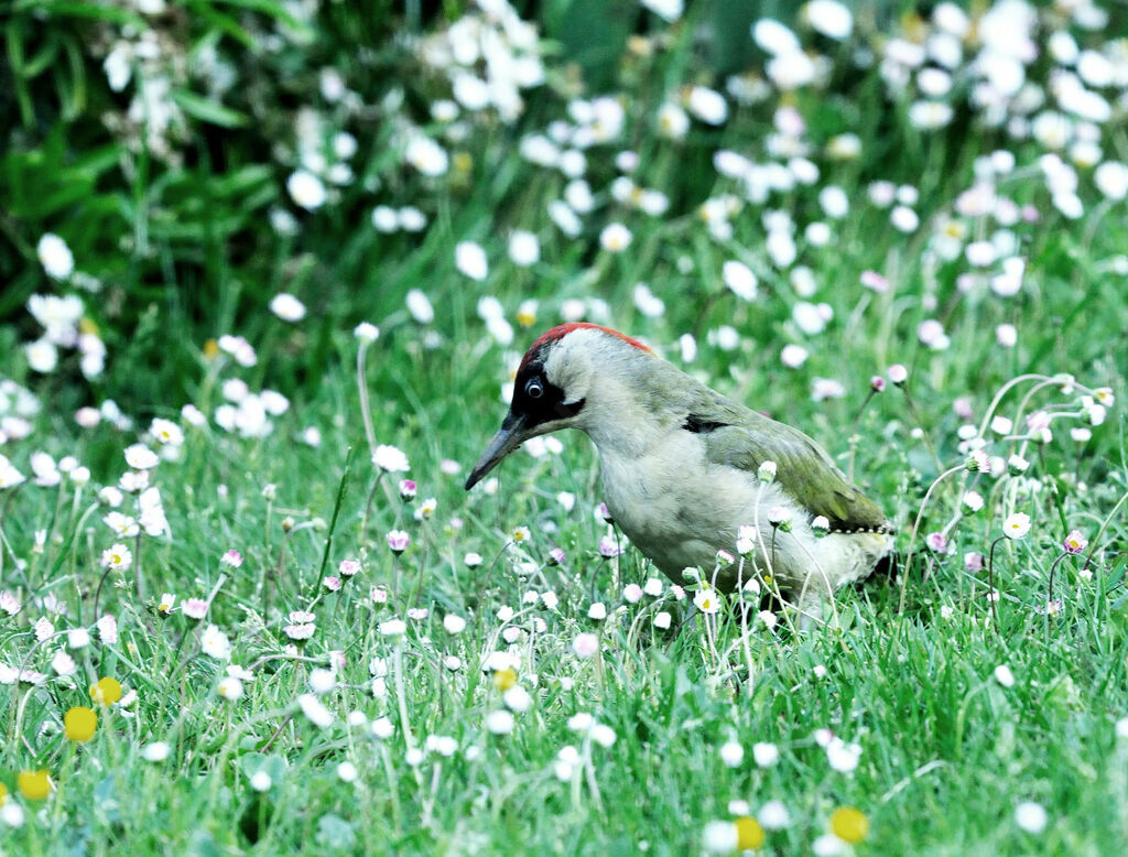 European Green Woodpecker male adult