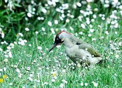 European Green Woodpecker