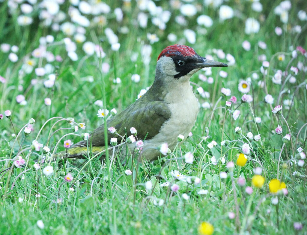 European Green Woodpecker male adult