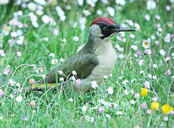 European Green Woodpecker