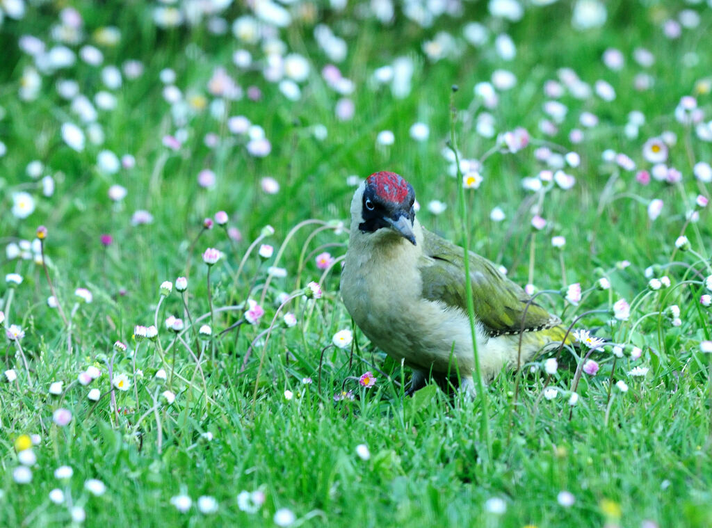 European Green Woodpecker male adult