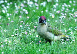 European Green Woodpecker