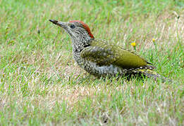 European Green Woodpecker