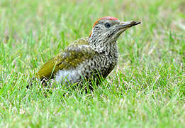 European Green Woodpecker