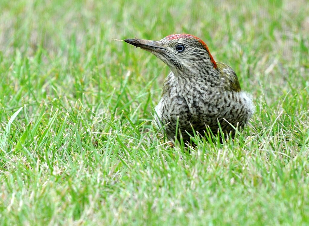 European Green Woodpeckerimmature, eats