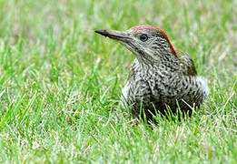 European Green Woodpecker