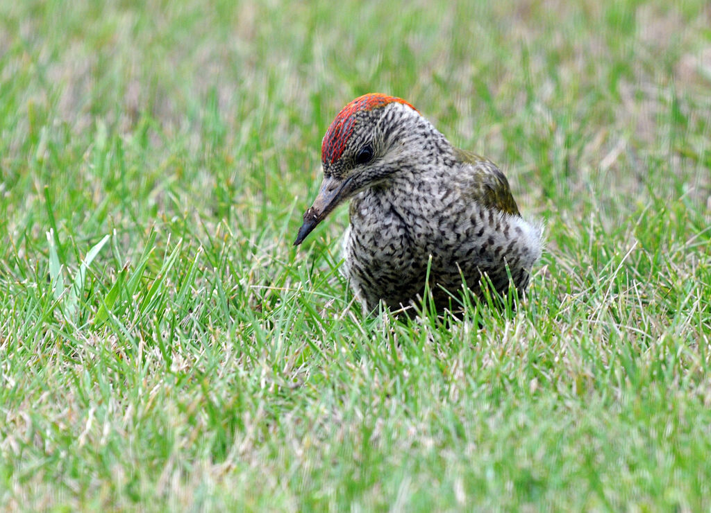 European Green Woodpecker