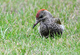 European Green Woodpecker