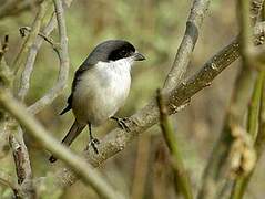 Burmese Shrike