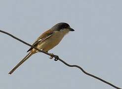 Burmese Shrike