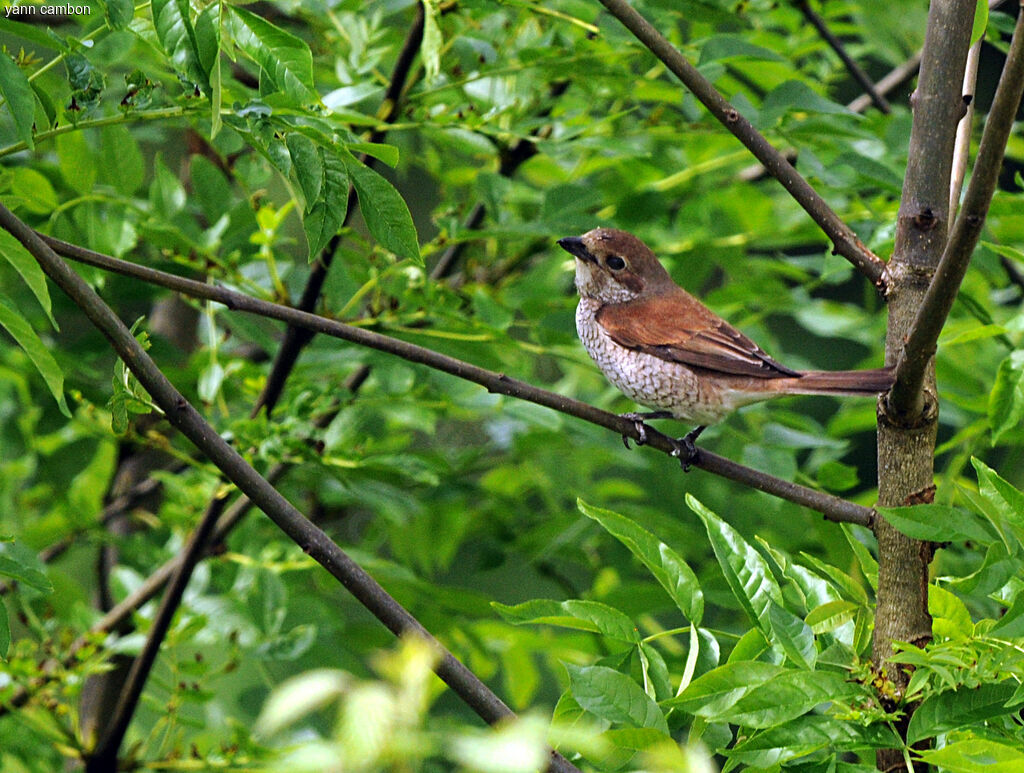 Pie-grièche écorcheur