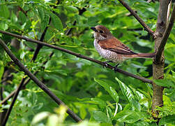 Red-backed Shrike