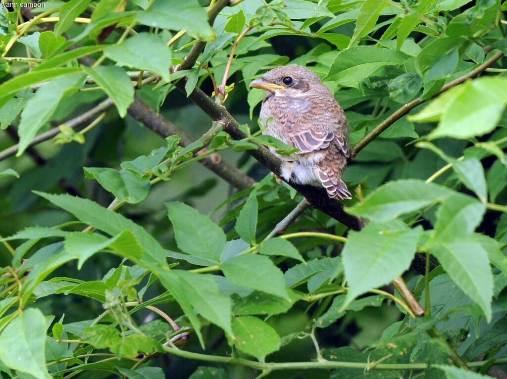 Red-backed Shrike