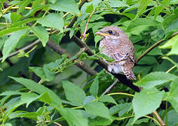 Red-backed Shrike