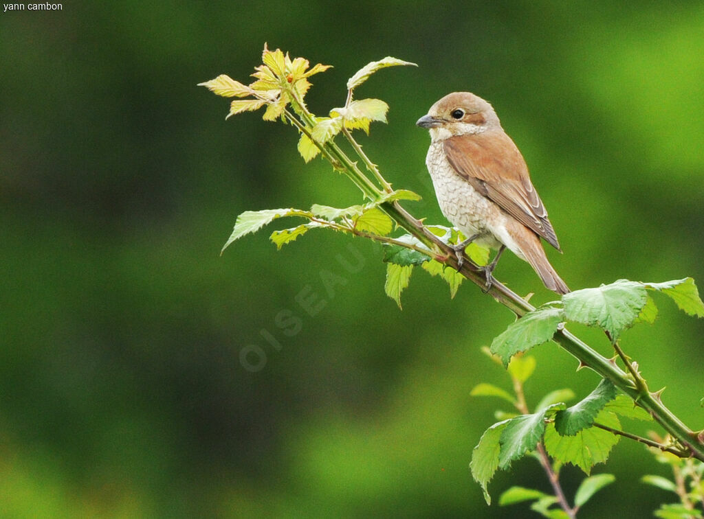 Red-backed Shrike female adult