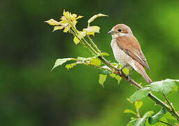 Red-backed Shrike