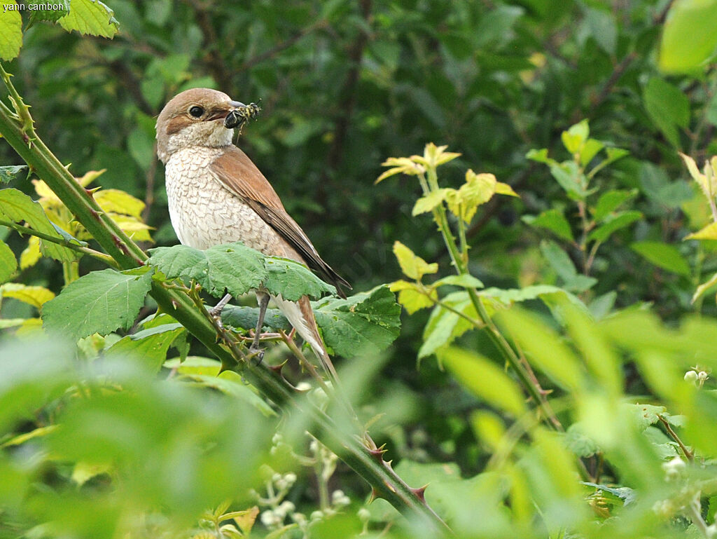 Red-backed Shrike