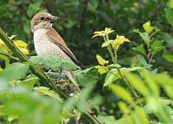 Red-backed Shrike