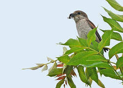 Red-backed Shrike