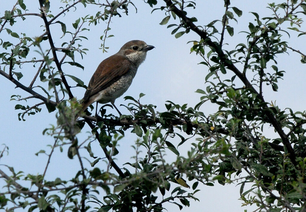 Red-backed Shrike female adult