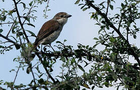 Red-backed Shrike