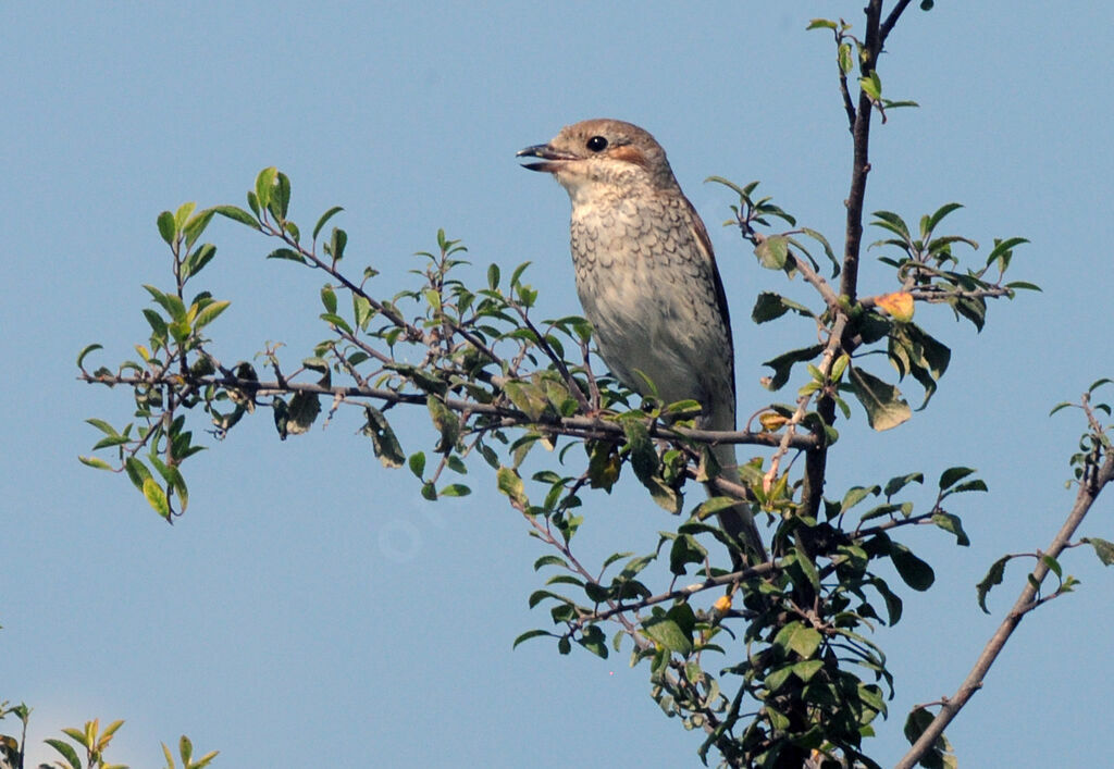 Red-backed Shrike female adult