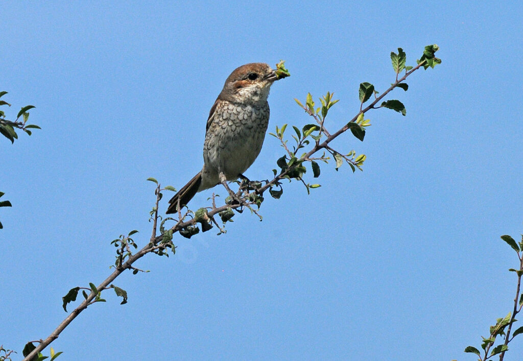 Red-backed Shrike female adult