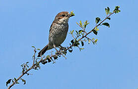 Red-backed Shrike