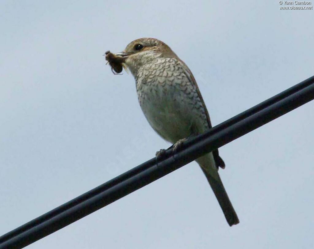 Red-backed Shrike female adult breeding