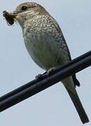 Red-backed Shrike