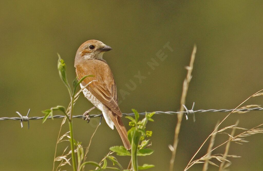 Red-backed Shrike female adult breeding