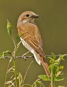 Red-backed Shrike