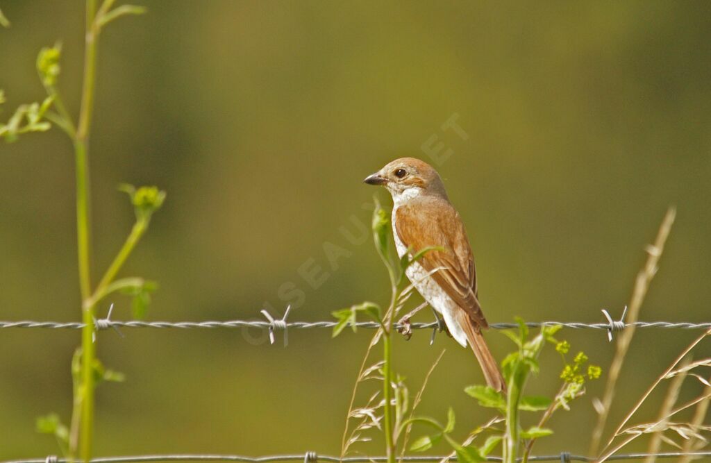 Red-backed Shrike female adult breeding