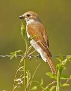 Red-backed Shrike