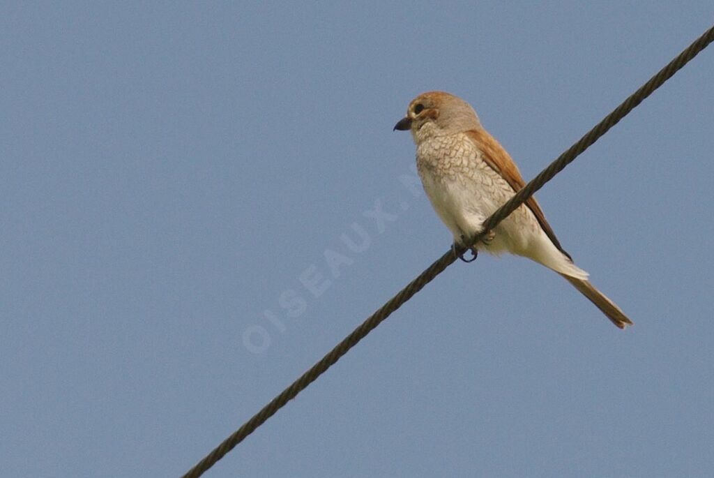 Red-backed Shrike female adult breeding