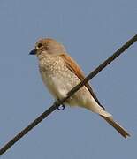 Red-backed Shrike