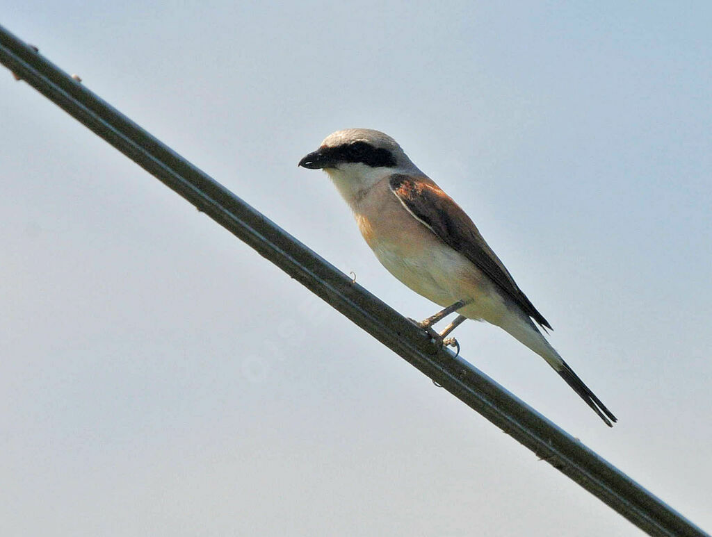 Red-backed Shrike