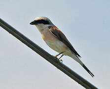 Red-backed Shrike