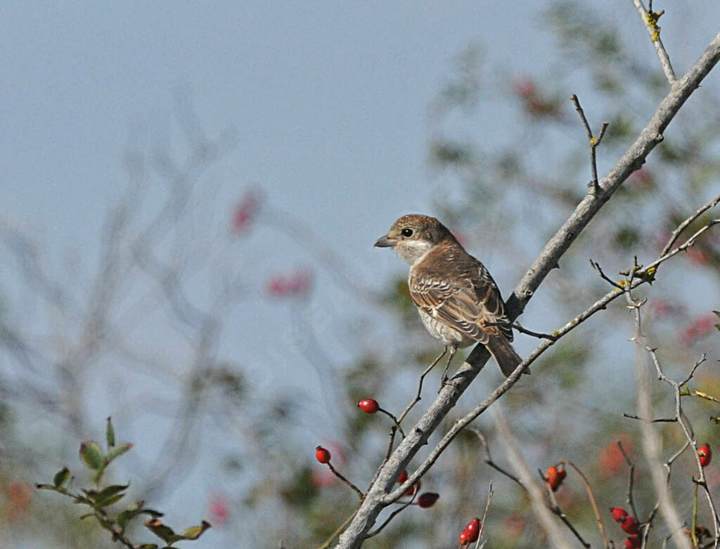 Pie-grièche écorcheur