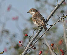 Red-backed Shrike