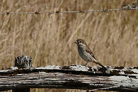 Red-backed Shrike