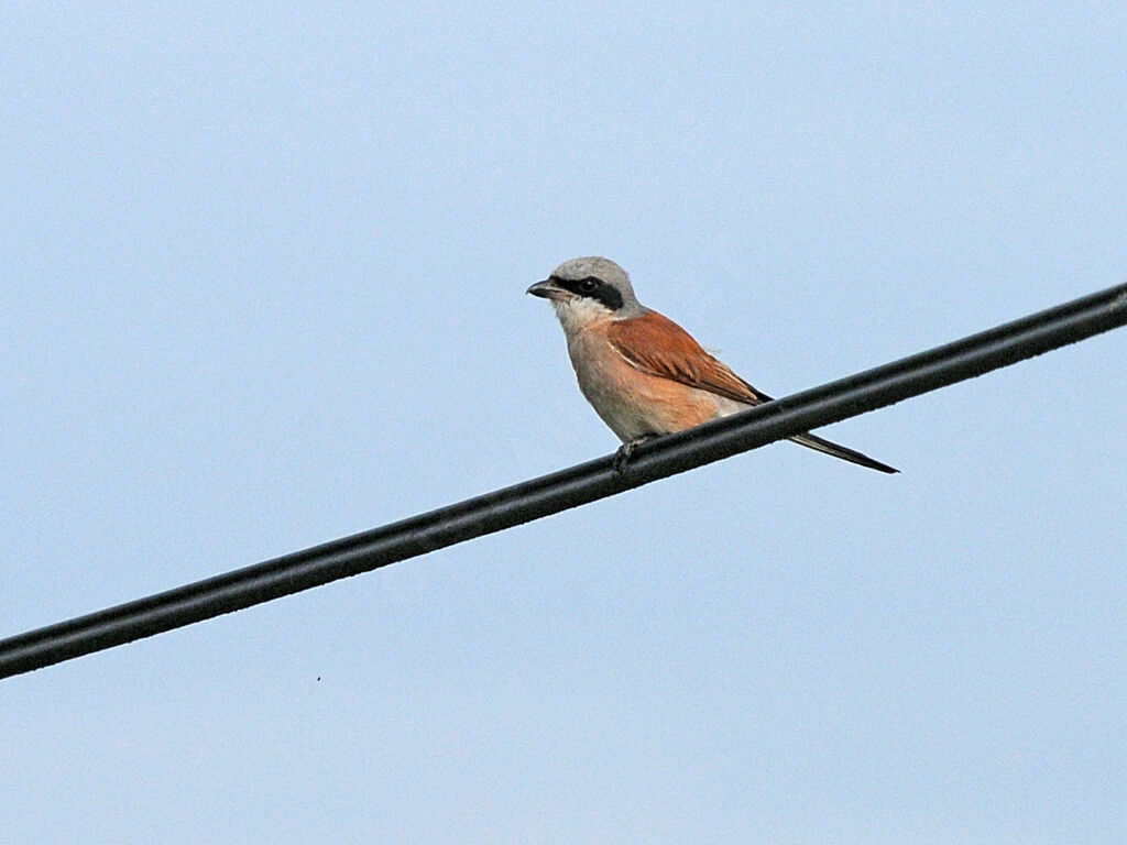 Pie-grièche écorcheur