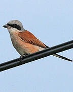 Red-backed Shrike