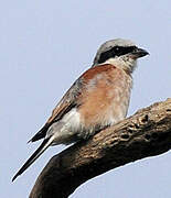 Red-backed Shrike