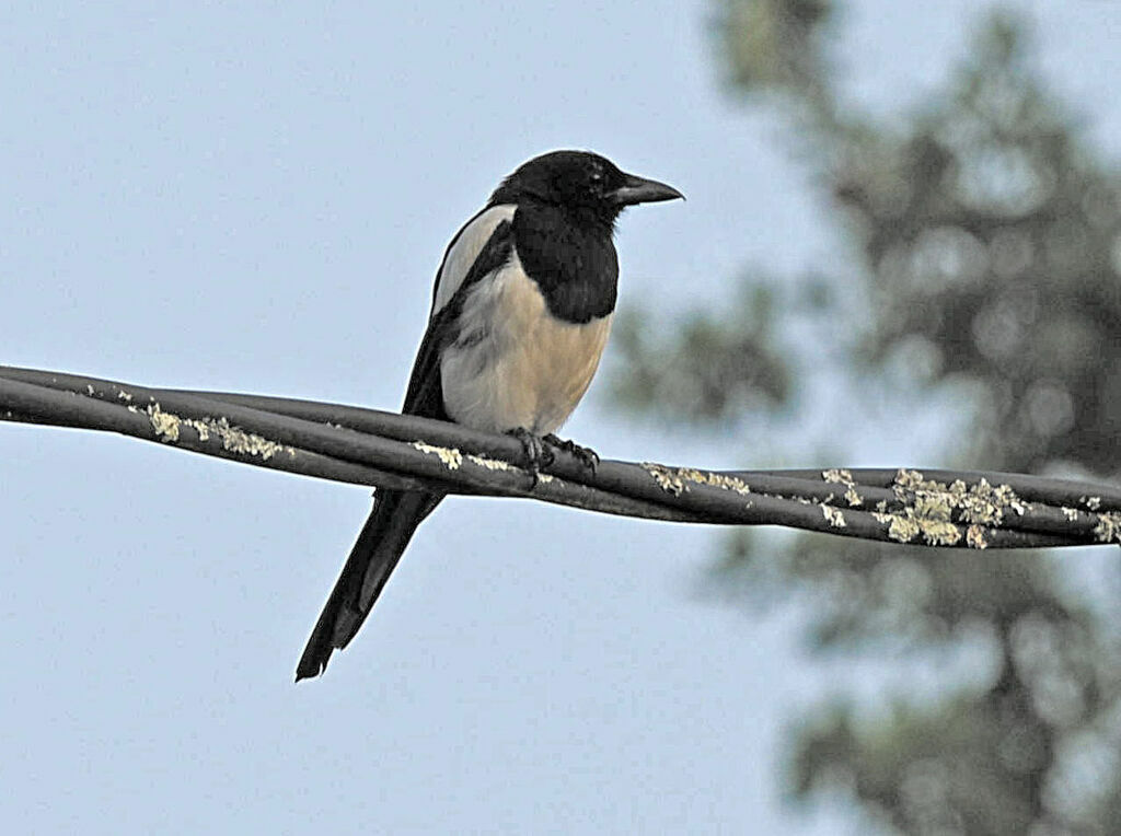 Eurasian Magpie