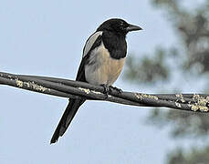 Eurasian Magpie