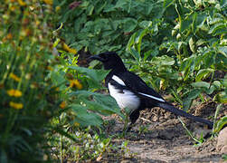 Eurasian Magpie