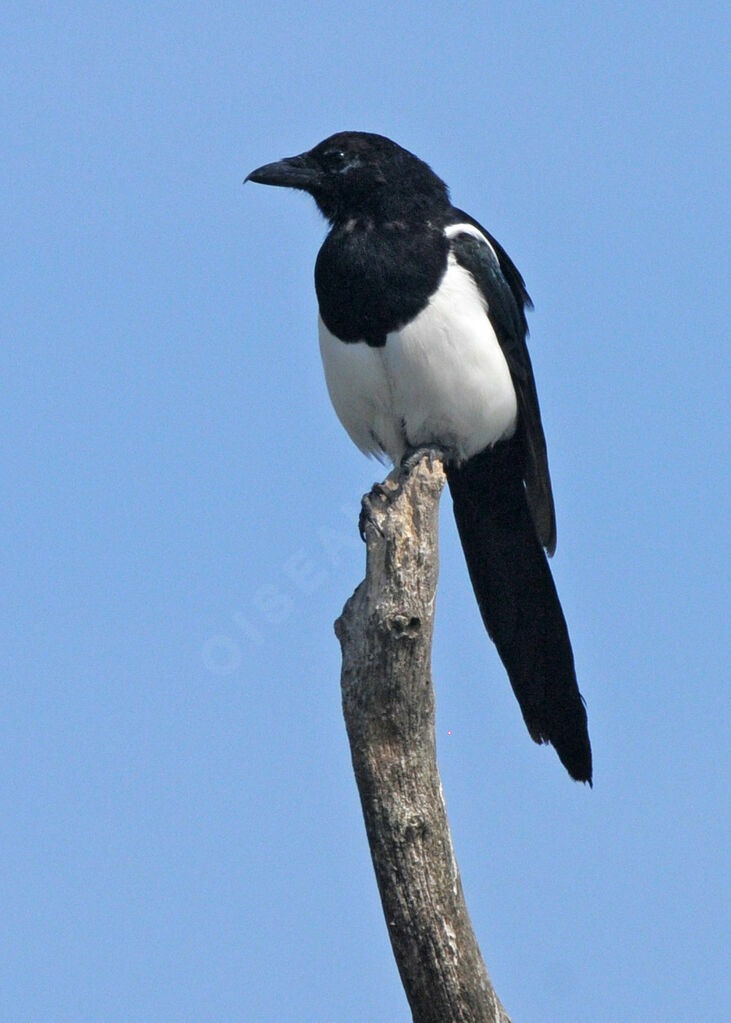 Eurasian Magpie