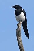 Eurasian Magpie