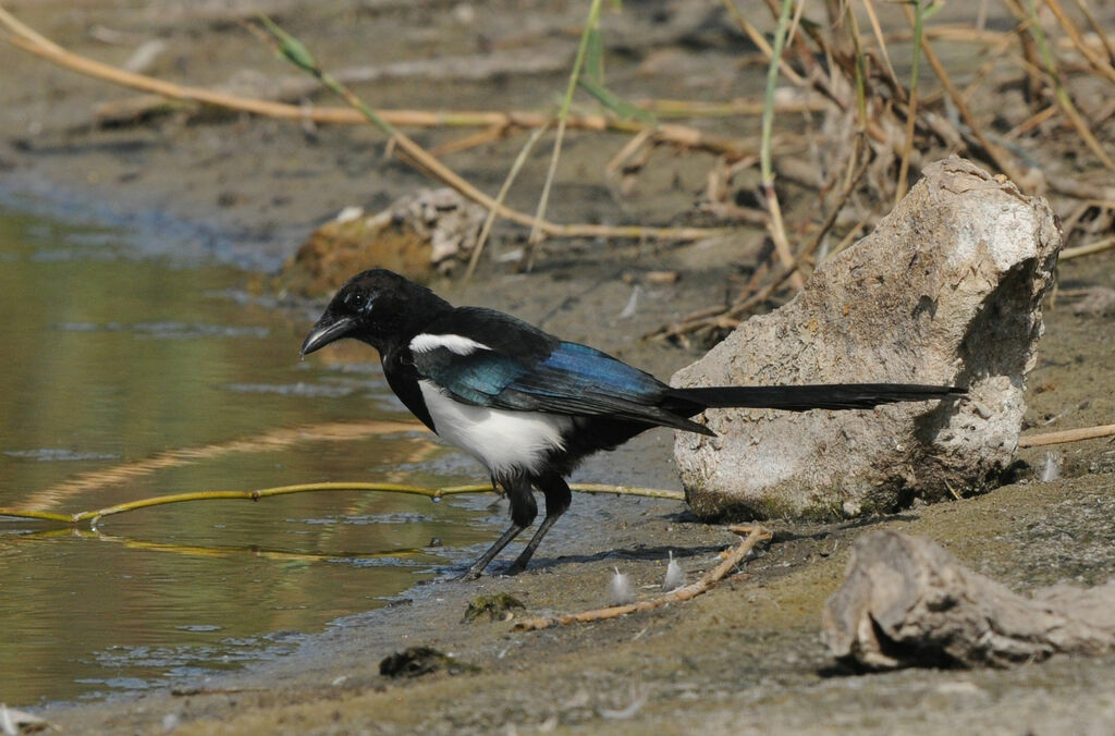 Eurasian Magpie